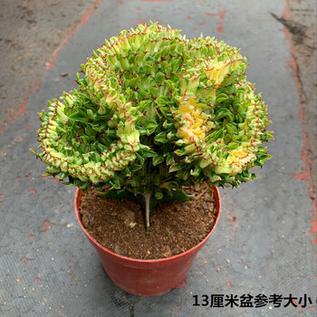 缀化多肉品牌及商品- 京东
