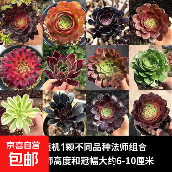 多肉法师价格报价行情- 京东