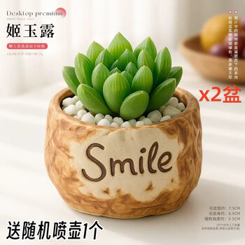 多肉植物姬玉露品牌及商品- 京东