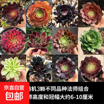 多肉法师品牌及商品- 京东