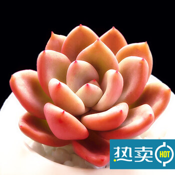 多肉植物花卉吉娃娃桃蛋带盆土老桩盆栽绿植新手易养 奶油鳄梨3-5cm