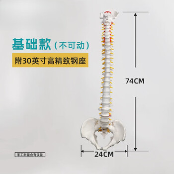 人体脊椎模型品牌及商品- 京东