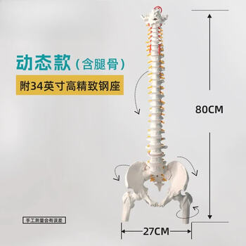 人体脊椎模型品牌及商品- 京东