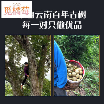核三丰文玩核桃- 京东