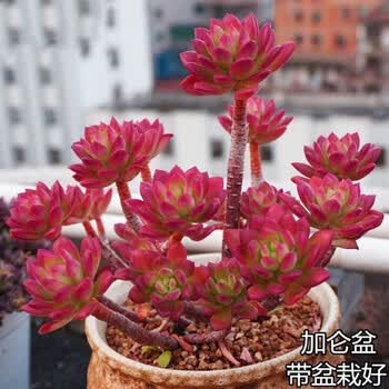 多肉缀化价格报价行情- 京东