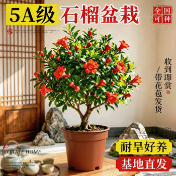 石榴花盆栽价格报价行情- 京东