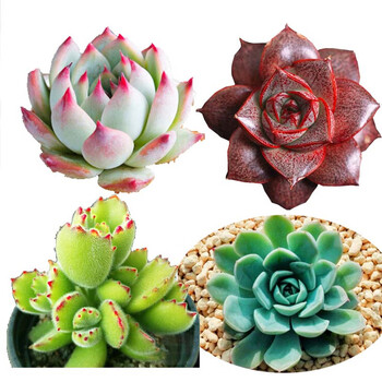 多肉植物熊童子锦新款- 多肉植物熊童子锦2021年新款- 京东