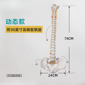 人体脊椎模型品牌及商品- 京东