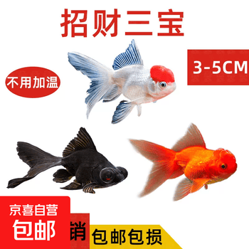 观赏鱼狮子头价格报价行情- 京东