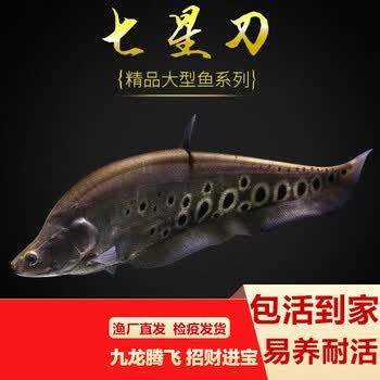 白化七星刀品牌及商品- 京东