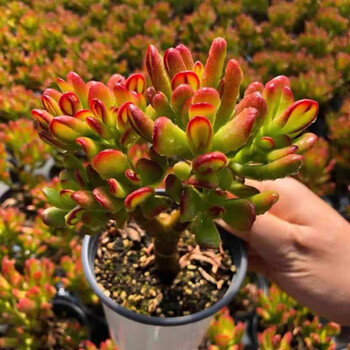 多肉植物华丽风车新款- 多肉植物华丽风车2021年新款- 京东