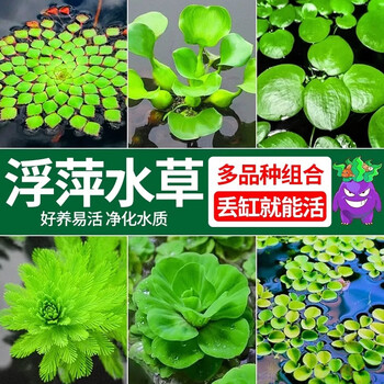 水芙蓉植物品牌及商品- 京东