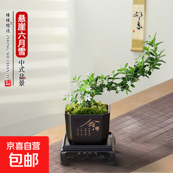 悬崖盆景品牌及商品- 京东