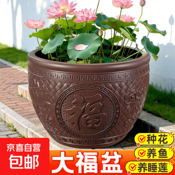 荷花缸中养鱼价格报价行情- 京东