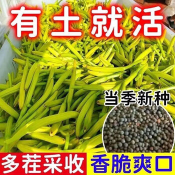 黄花菜种植价格报价行情- 京东