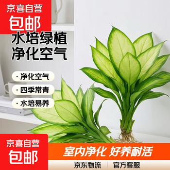 植物盆栽万年青品牌及商品- 京东