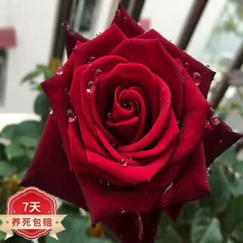 玫瑰花植物花卉图片- 京东