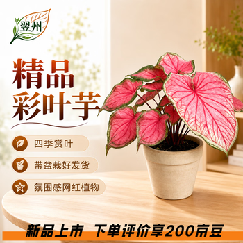 彩叶草型号规格- 京东
