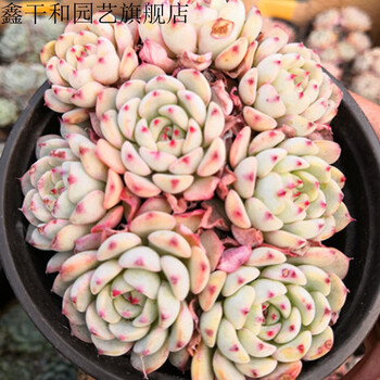 多肉植物玉蝶石莲花老桩多头雨蝶老桩大棵玉碟手捧花状肉肉植物姬莲6 8头9cm盆裸根不带土 图片价格品牌报价 京东