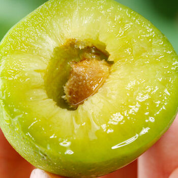 贵州特产现货新鲜清脆李子正宗大个江干李脆甜脱骨李孕妇水果批发