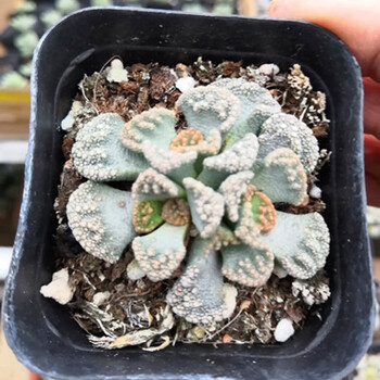 园艺碧玉莲多肉植物番杏科肉肉芭群生多头唐扇天女室内盆栽天女5 6cm 裸根不带土 图片价格品牌报价 京东