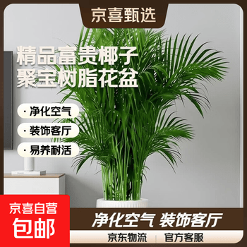 凤尾竹盆栽大价格报价行情- 京东