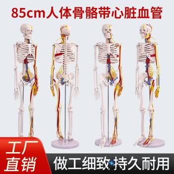 人体模型 脊椎 人体脊椎模型品牌及商品- 京东