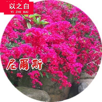 以之白三角梅花卉盆栽室内树桩盆景爬藤勒杜鹃重瓣四季开花尼尔斯 4年苗 不含盆 图片价格品牌报价 京东