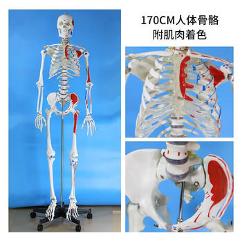 椎体模型品牌及商品- 京东