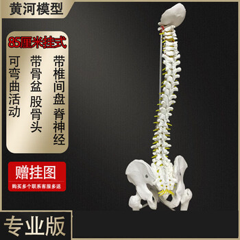 人骨头模型价格报价行情- 京东
