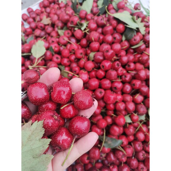 东北野生特级新鲜山里红小红果小山楂红果水果挤山里红皮 1000g