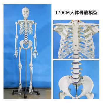 椎体模型品牌及商品- 京东