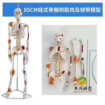 椎体模型品牌及商品- 京东