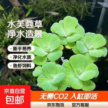 淡水水生植物价格报价行情- 京东
