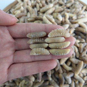 蜂蛹新鲜马蜂蛹蜂儿鲜活速冻蚂胡蜂虫葫芦蜂黄蜂仔野生500g带冰衣