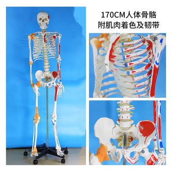 椎体模型品牌及商品- 京东