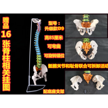 脊椎模型 頸椎 胸椎 腰椎 骨盤 大腿骨 人体模型 整骨 カイロ 骨格 可動-