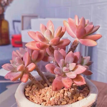多肉植物华丽风车新款- 多肉植物华丽风车2021年新款- 京东