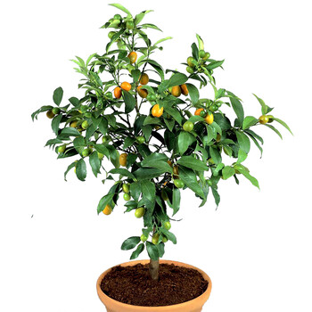 盆栽橘子树苗桔子苗橙子树苗柚子苗南方北方适合果树苗盆栽地栽阳台水果花卉绿植盆栽金桔3年苗 图片价格品牌报价 京东