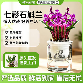 七彩凤仙价格报价行情- 京东