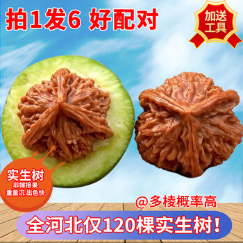 文玩核桃大官帽价格报价行情- 京东