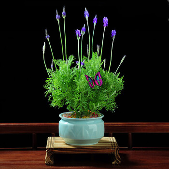 薰衣草盆栽真花植物室内花办公室好养客厅阳台花卉绿植 一草衣薰衣草