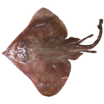 芳玫海鲜魔鬼鱼老板鱼新鲜笑脸鱼蝶鱼鳐鱼软骨锅盖鱼芳玫 4斤一条