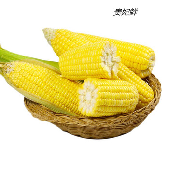 贵妃鲜闪电发货水果玉米10斤新鲜现摘甜玉米棒糯嫩生吃牛奶爆浆玉米2