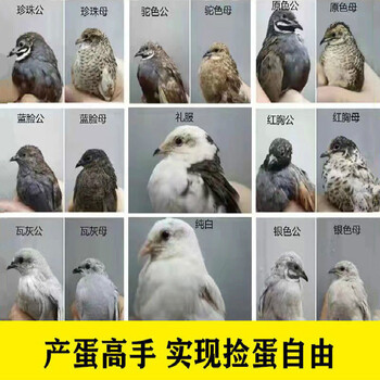 芦丁鸡皮肤什么颜色(芦丁鸡皮肤什么颜色好看)