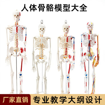 人体骨架模型85cm排行- 京东