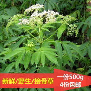 鮮接骨草野生陸英中藥八稜麻小接骨丹跌打扭傷 整株