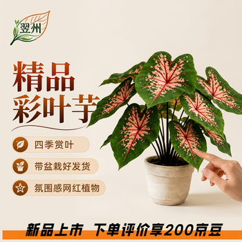 彩叶草型号规格- 京东