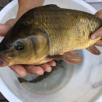 千島湖淡水魚現捕正宗黃金鯽魚活體鯽魚現殺燉湯營養【半斤到1斤左右