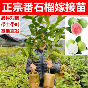 番石榴品种图片- 京东